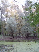 Gemenci erdő